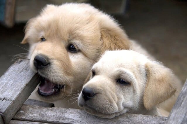 cute puppies